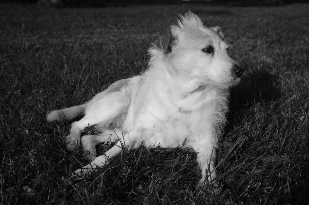 is high ldh dangerous in dogs