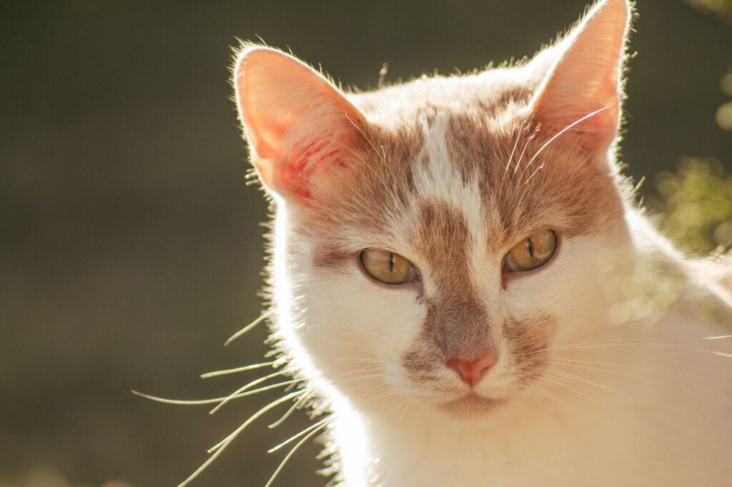 is high magnesium dangerous in cats