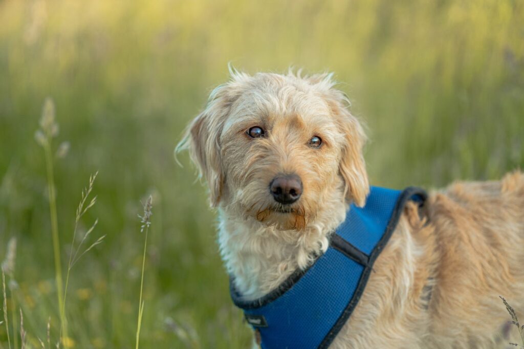is high magnesium dangerous in dogs