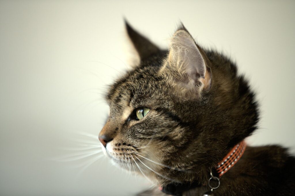 is high mch dangerous in cats