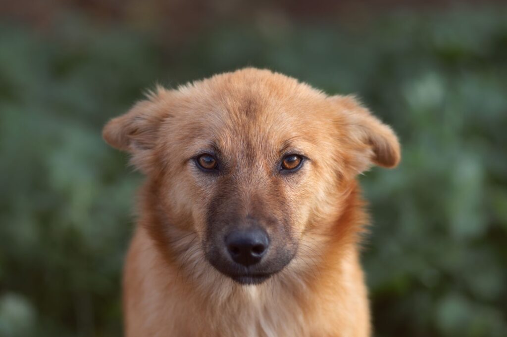 is high mch dangerous in dogs