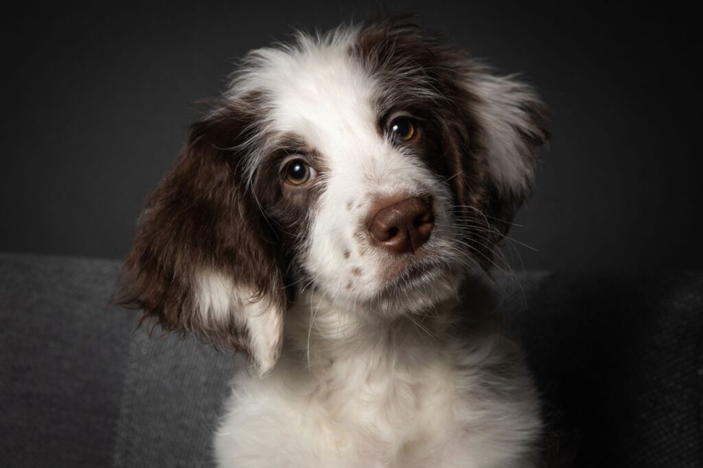 is high mchc dangerous in dogs