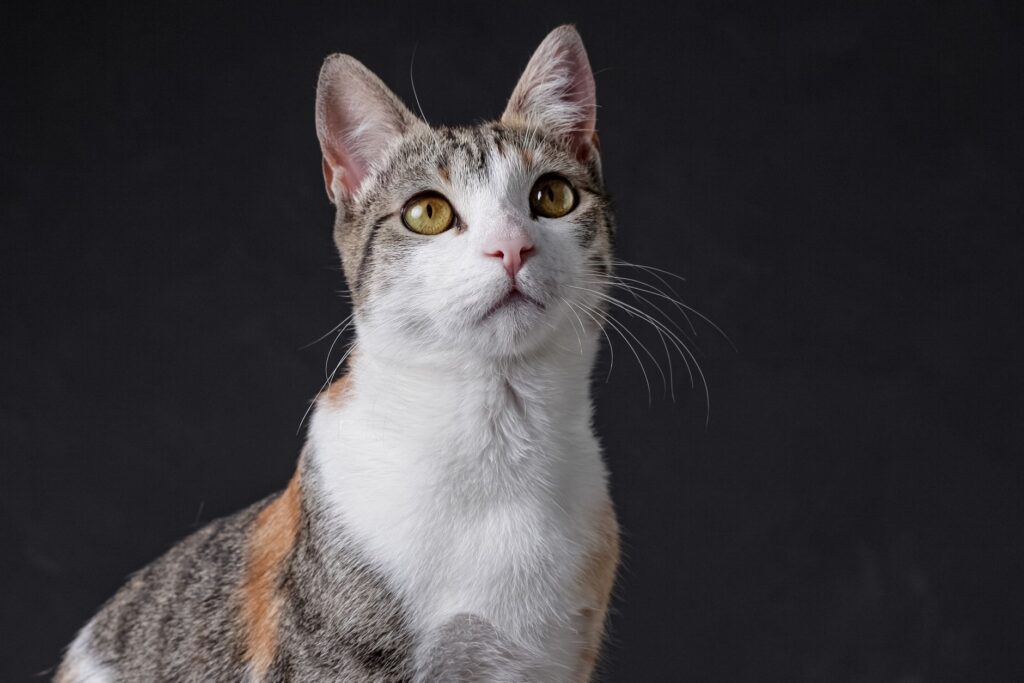 is high phosphorus dangerous in cats
