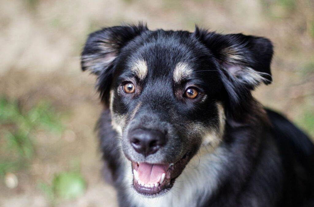 is high phosphorus dangerous in dogs