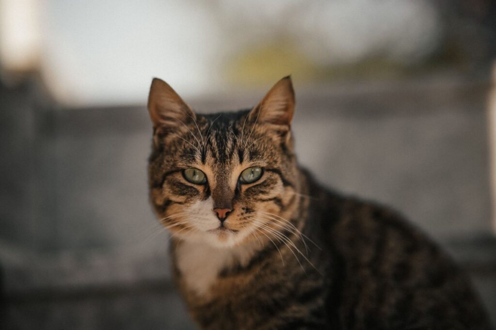 is high platelets dangerous in cats