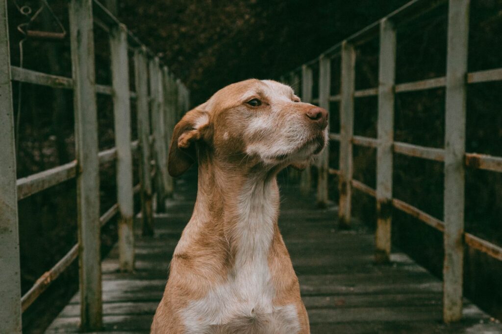 is high platelets dangerous in dogs