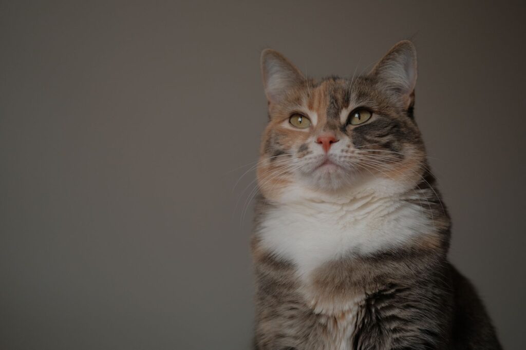 is high potassium dangerous in cats