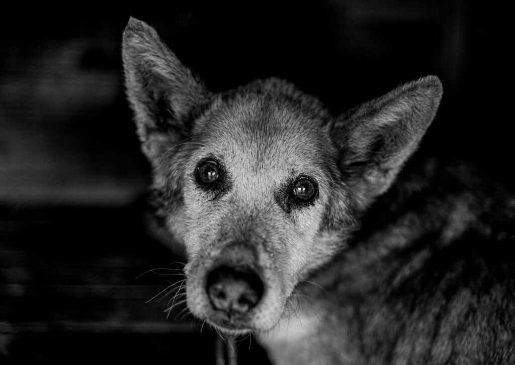 is high potassium dangerous in dogs