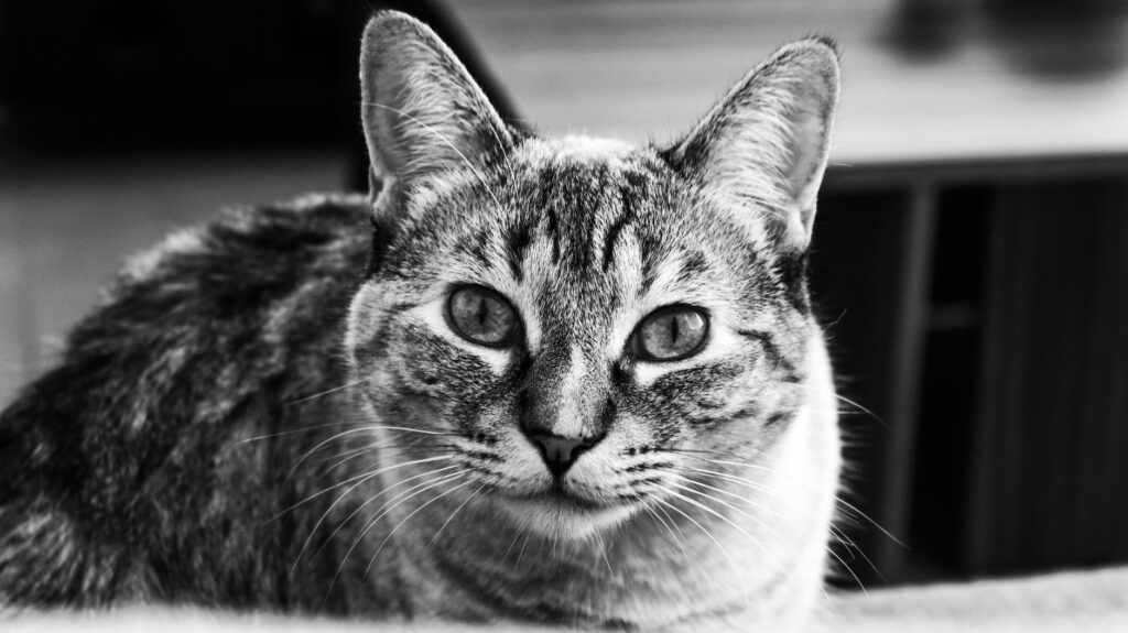 is high rbc dangerous in cats