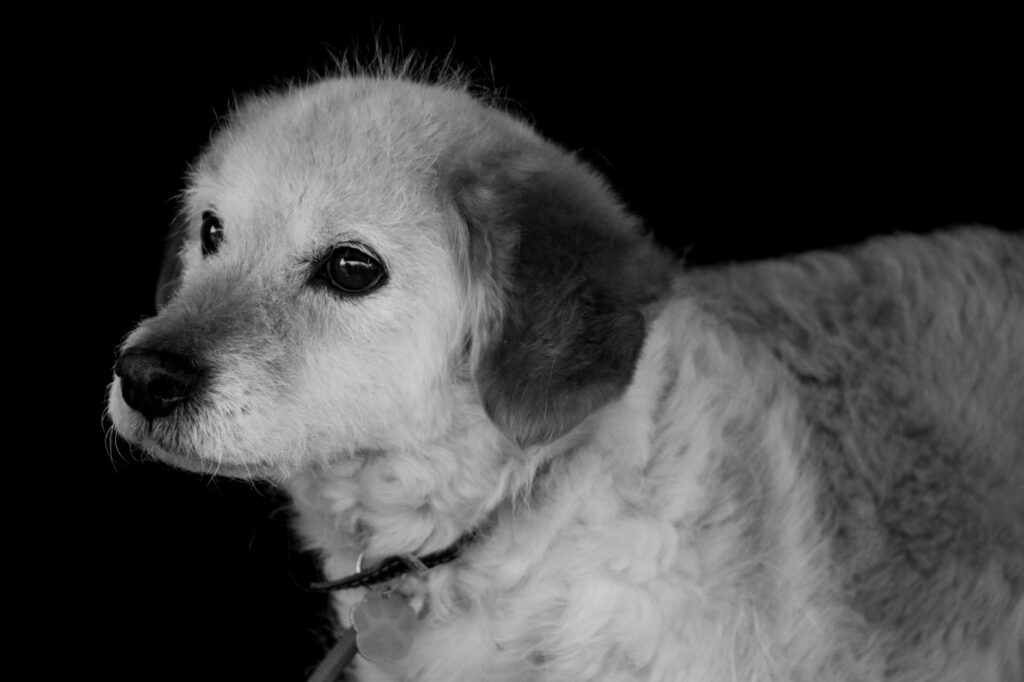 is high rbc dangerous in dogs