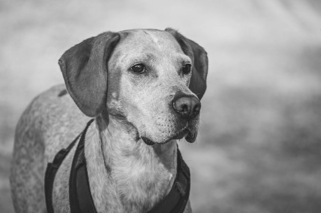 is high sdma dangerous in dogs
