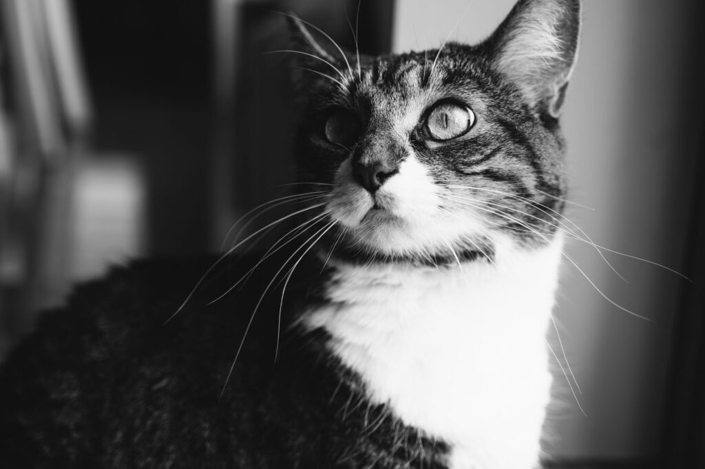 is high sodium dangerous in cats