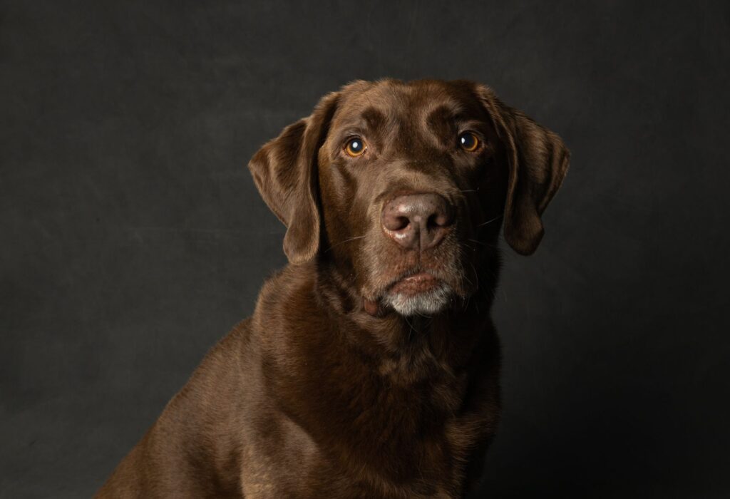 is high sodium dangerous in dogs