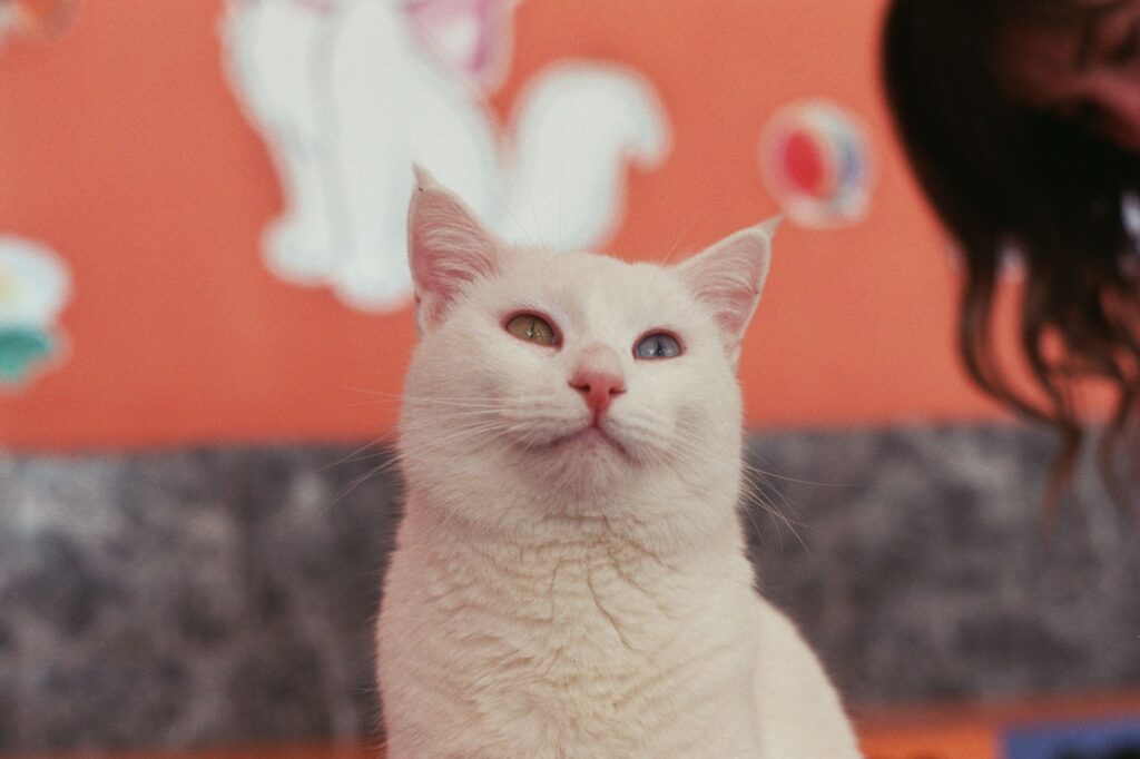is high wbc dangerous in cats