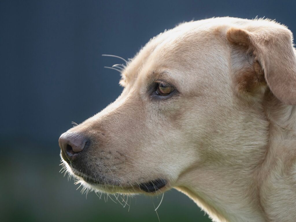 is high wbc dangerous in dogs