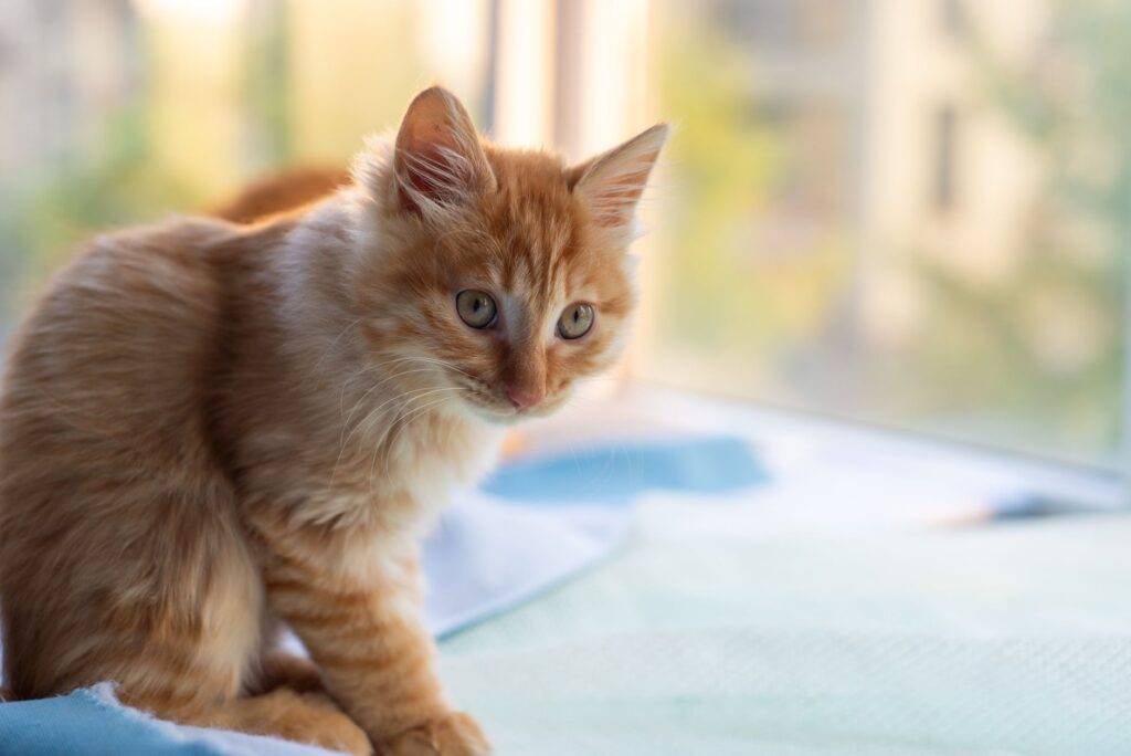 kidney markers in cats creatinine bun sdma early detection