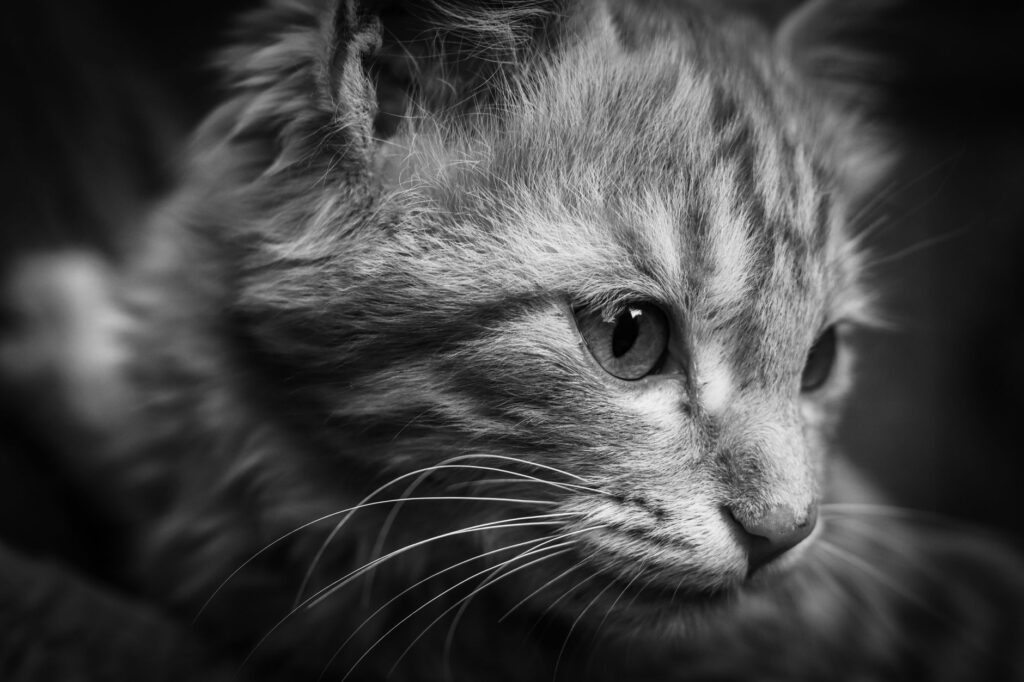 ldh in cats how to read and interpret the result