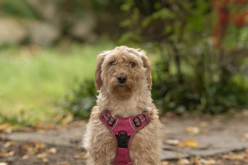 ldh in dogs how to read and interpret the result