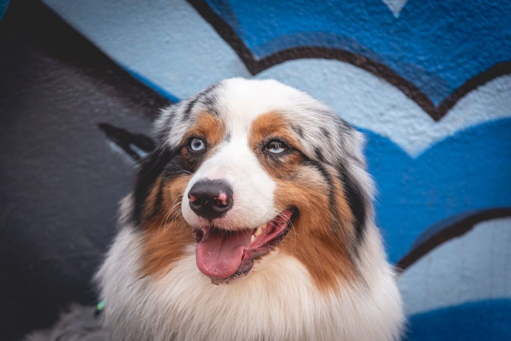 ldh levels in puppies normal or not