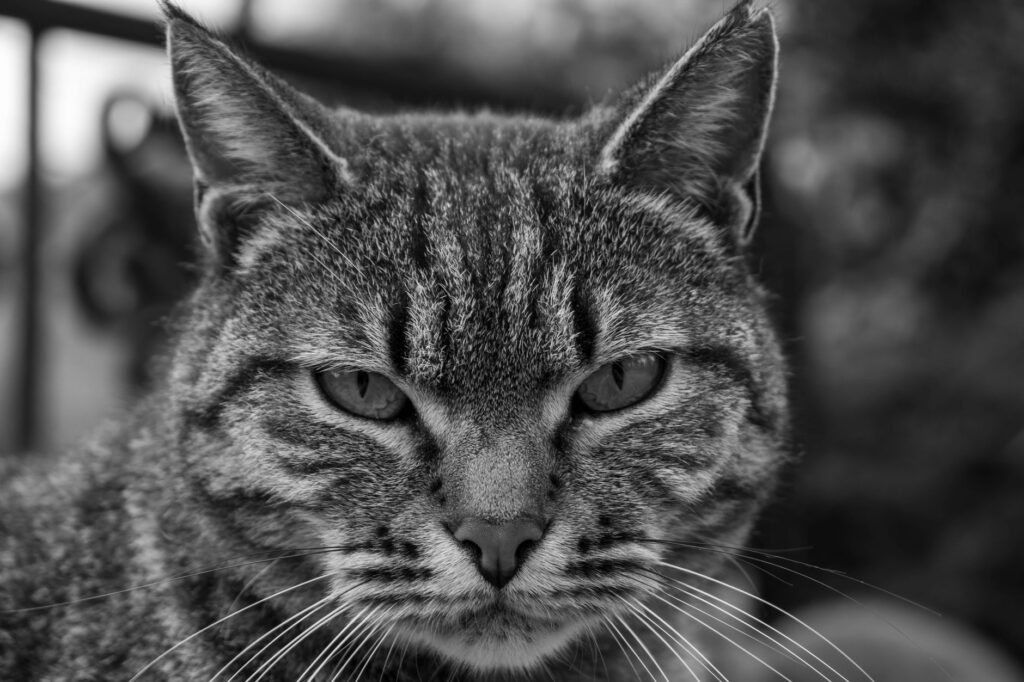 liver enzymes in cats alt ast alp ggt interpretation
