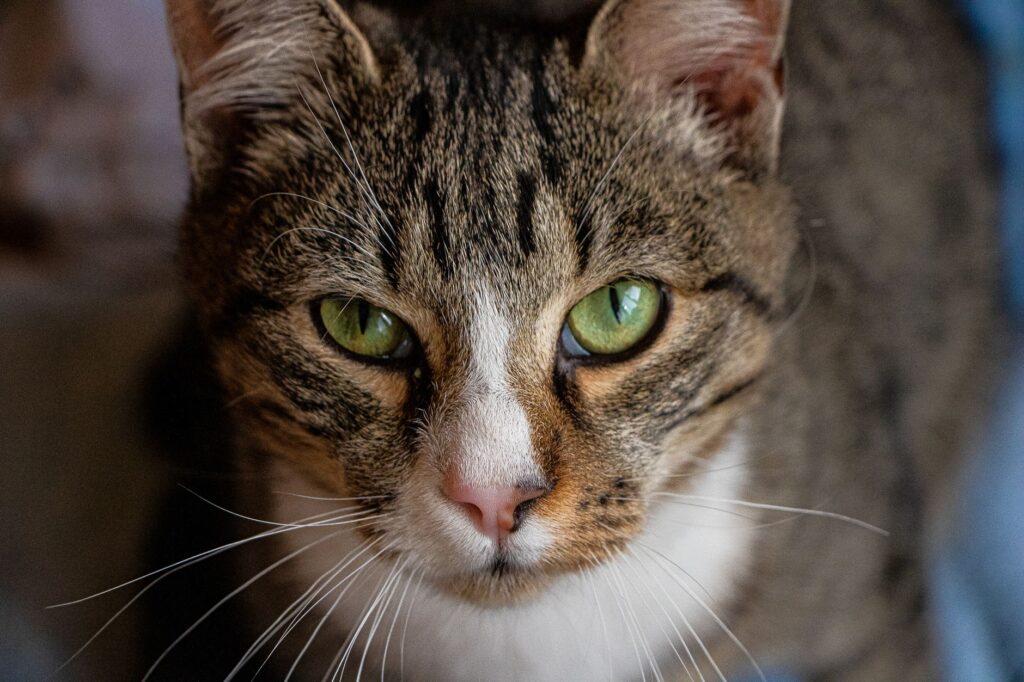 low albumin in cats causes diagnosis and vet treatment