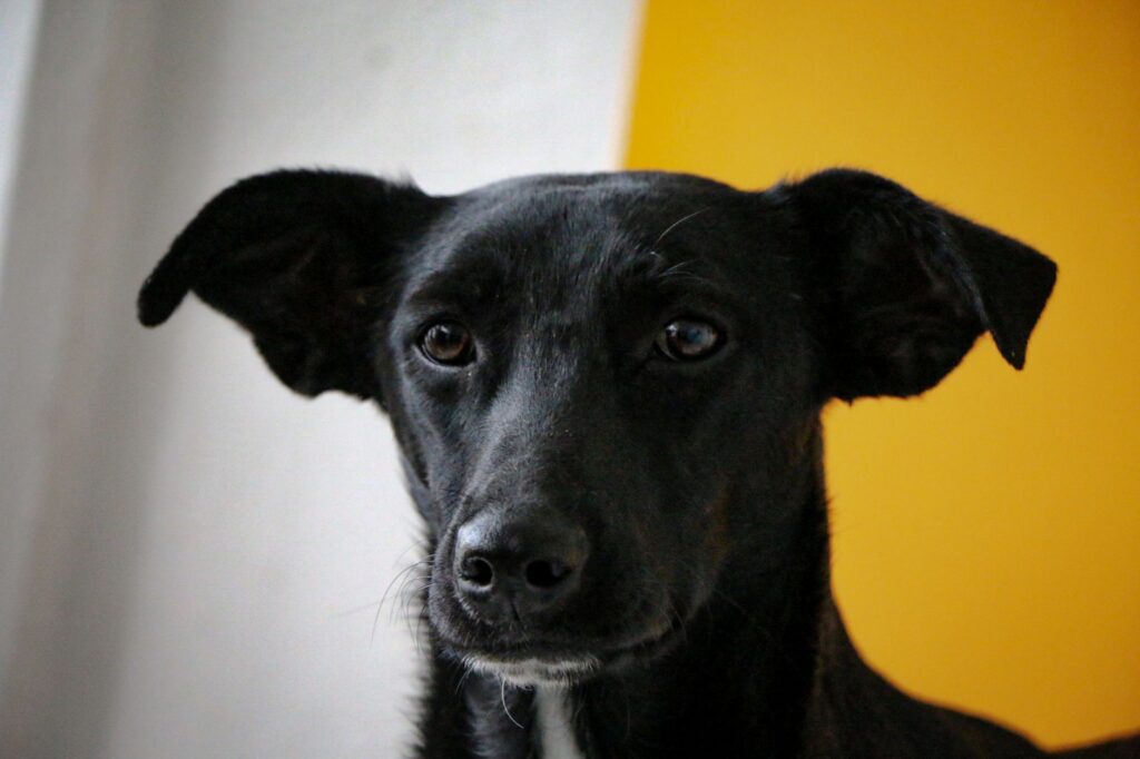 low albumin in dogs causes diagnosis and vet treatment