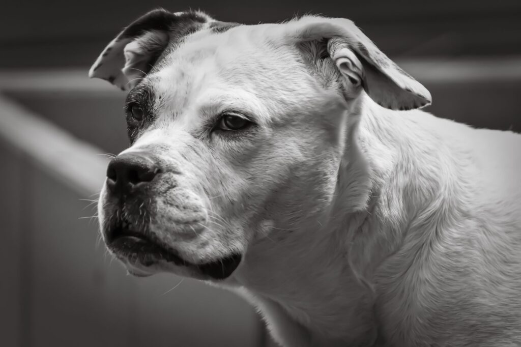 low albumin in dogs protein losing nephropathy or liver failure
