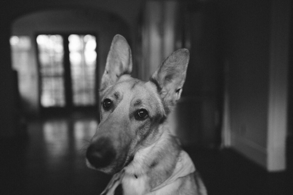 low alp in dogs causes diagnosis and vet treatment