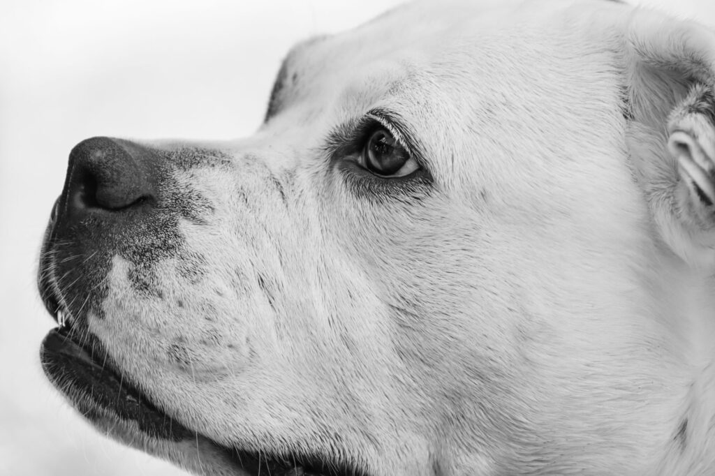 low alt in dogs causes diagnosis and vet treatment