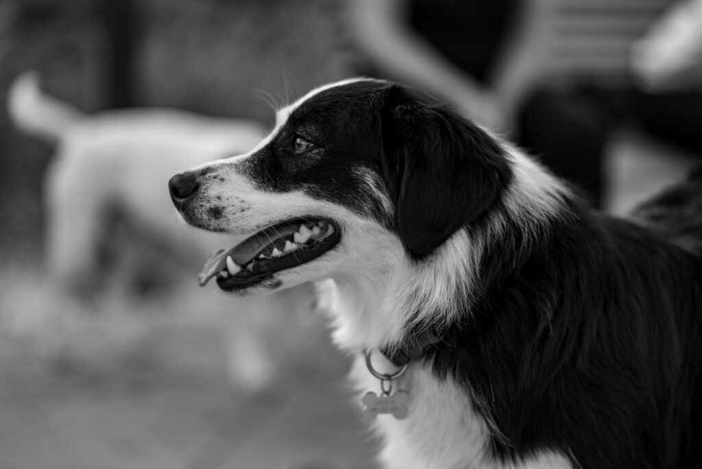 low amylase in dogs causes diagnosis and vet treatment