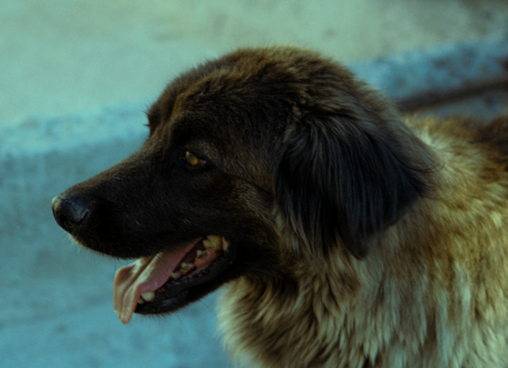 low ast in dogs causes diagnosis and vet treatment