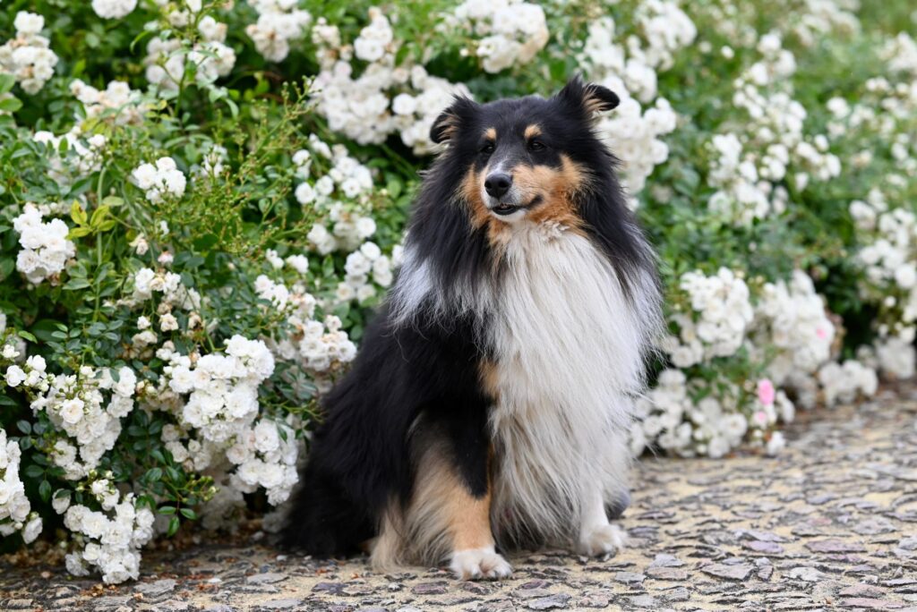 low bilirubin in dogs causes diagnosis and vet treatment