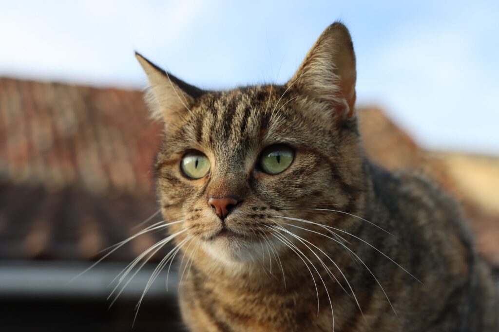 low bun in cats causes diagnosis and vet treatment