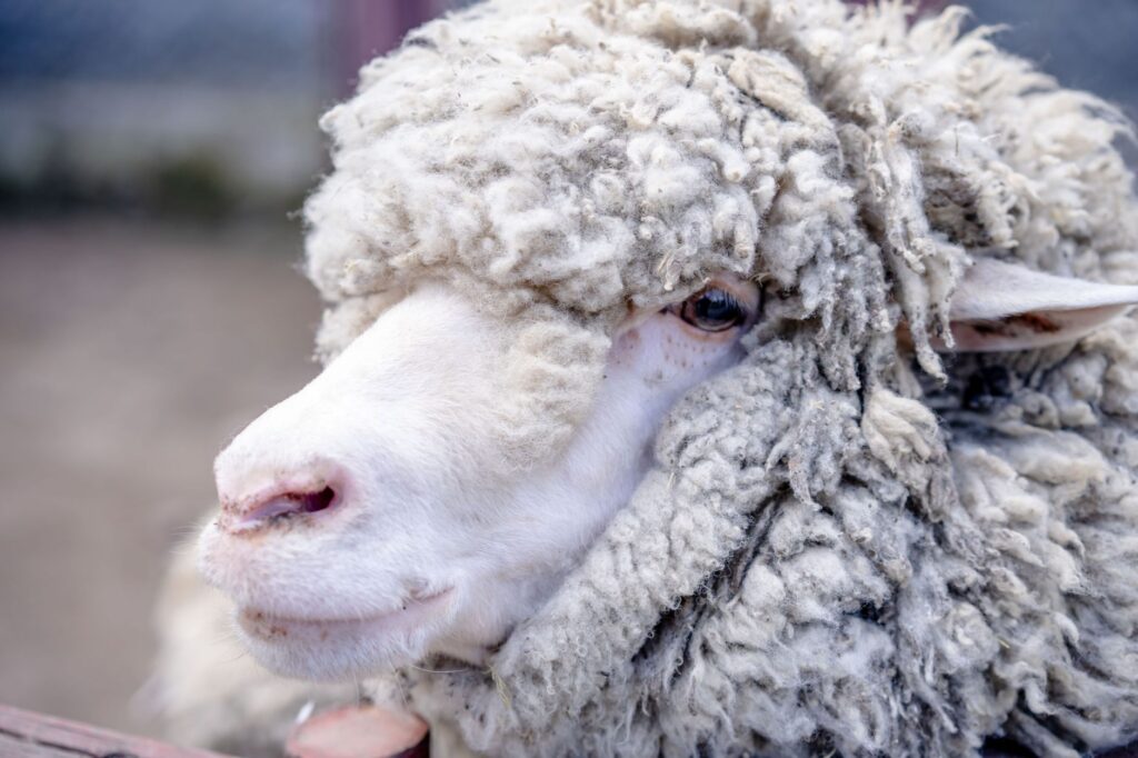 low calcium and magnesium around lambing in sheep