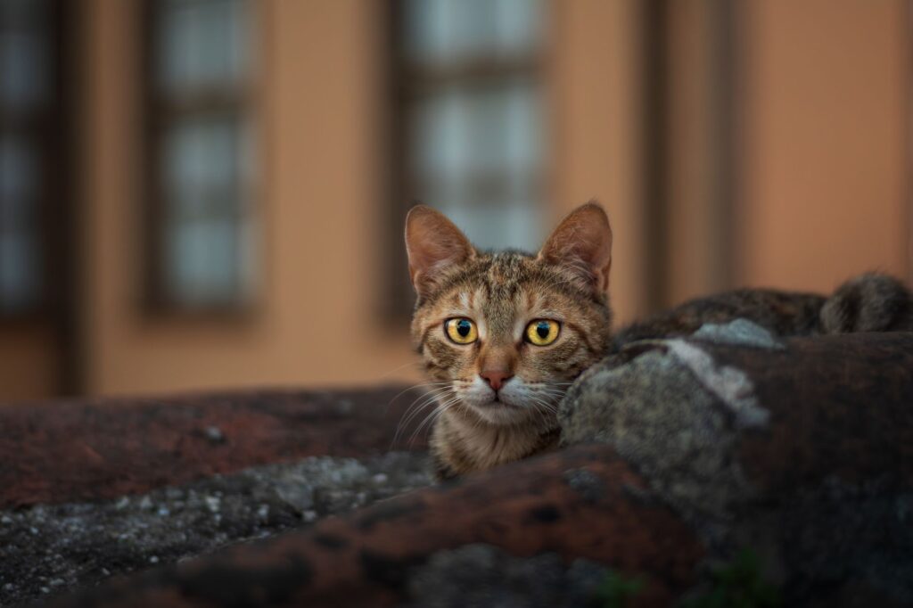 low calcium in cats hypoparathyroidism after thyroid surgery