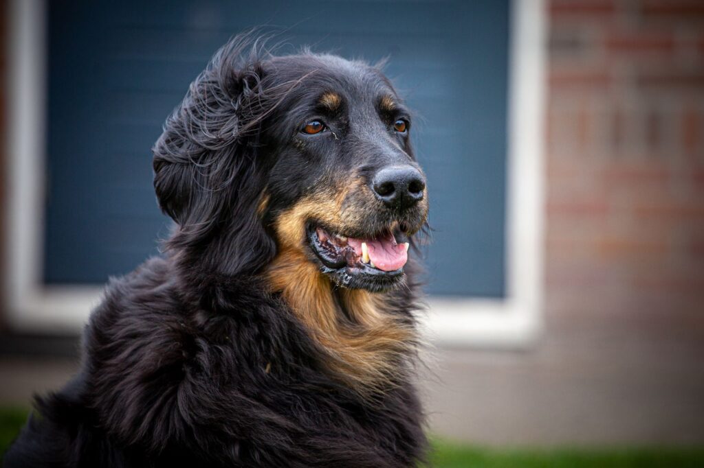 low calcium in dogs hypocalcemia eclampsia hypoparathyroidism emergenc