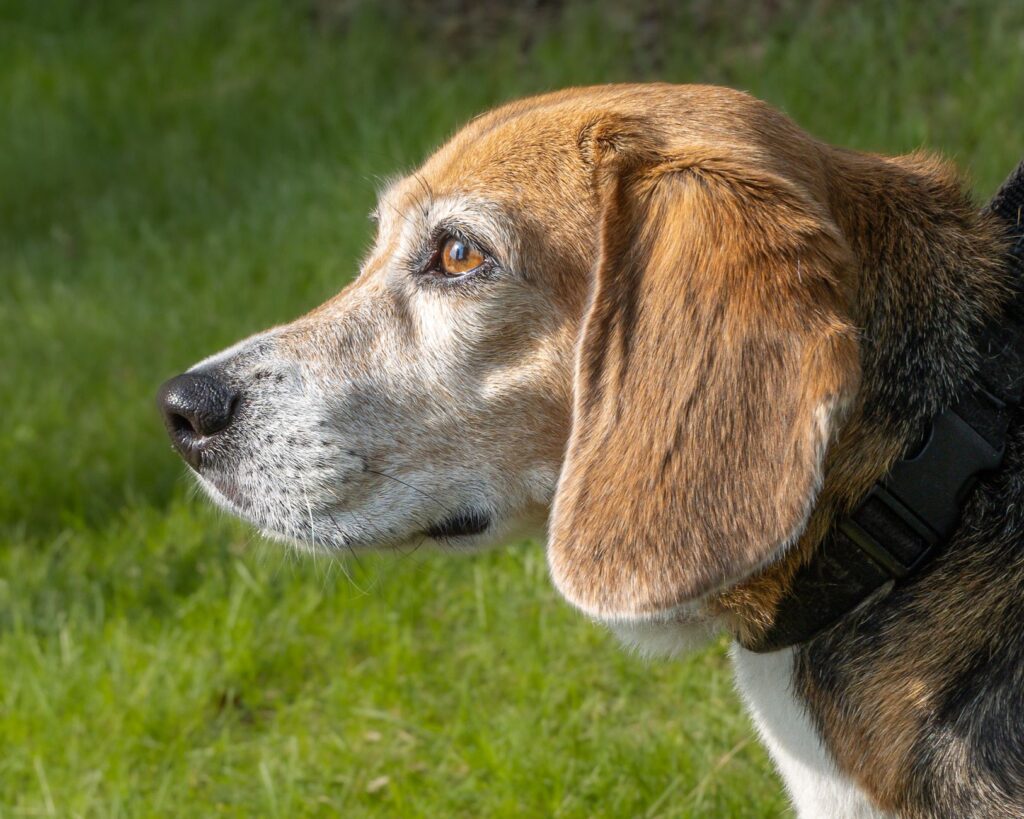 low creatinine in dogs causes diagnosis and vet treatment