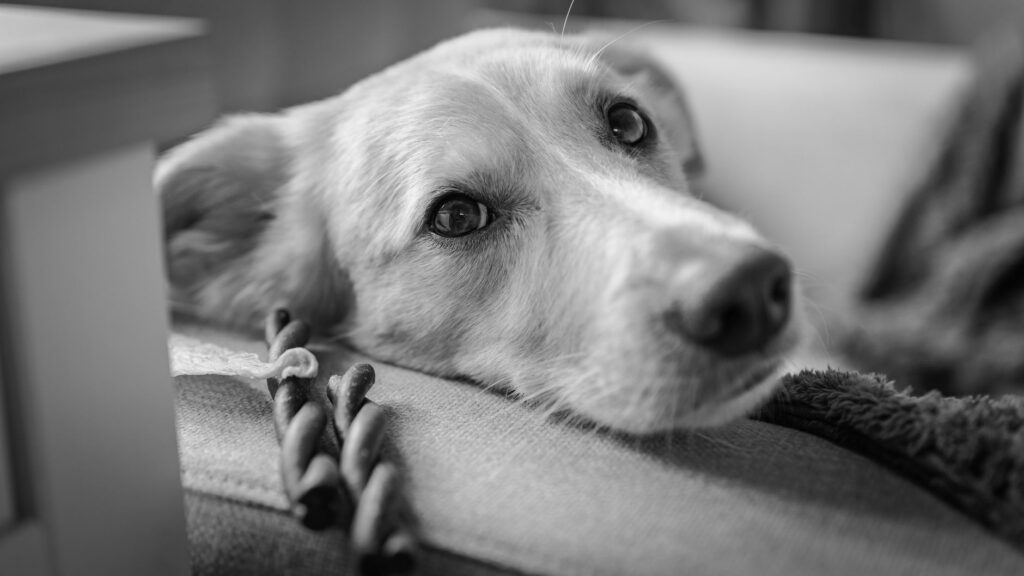 low ggt in dogs causes diagnosis and vet treatment