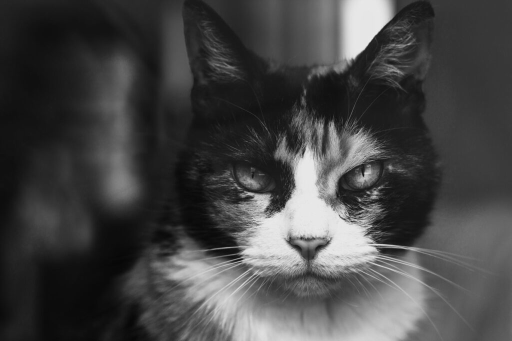 low glucose in cats causes diagnosis and vet treatment