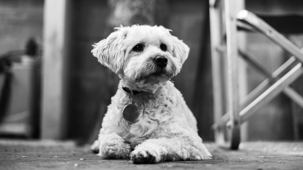 low glucose in dogs causes diagnosis and vet treatment