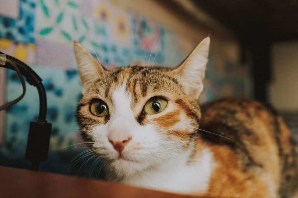 low hematocrit in cats causes diagnosis and vet treatment