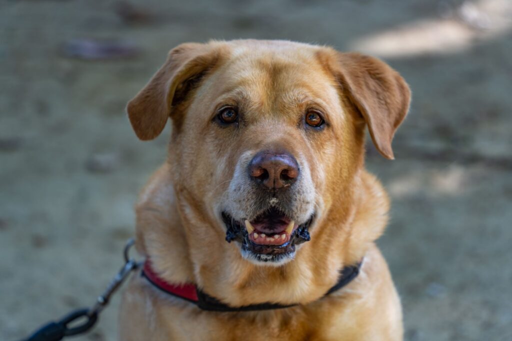 low hematocrit in dogs causes diagnosis and vet treatment