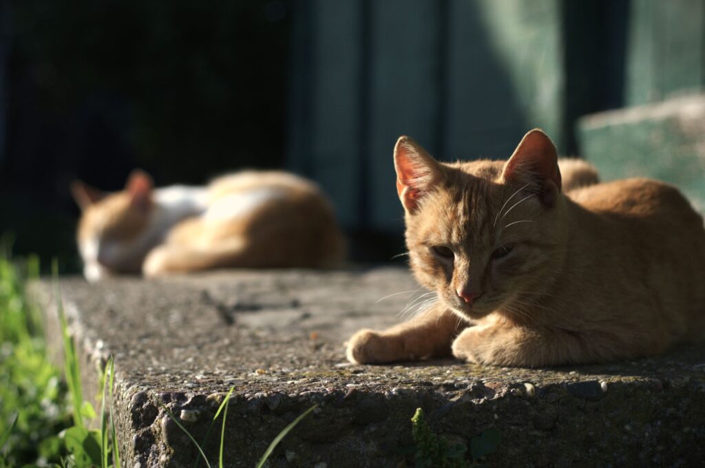 low ldh in cats causes diagnosis and vet treatment