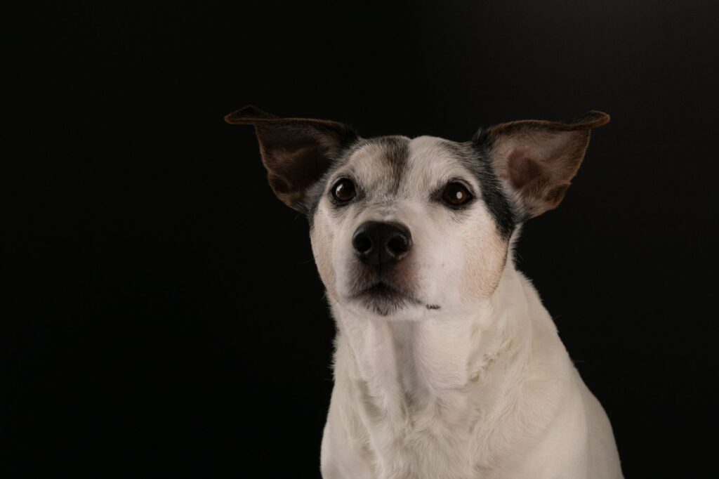 low ldh in dogs causes diagnosis and vet treatment