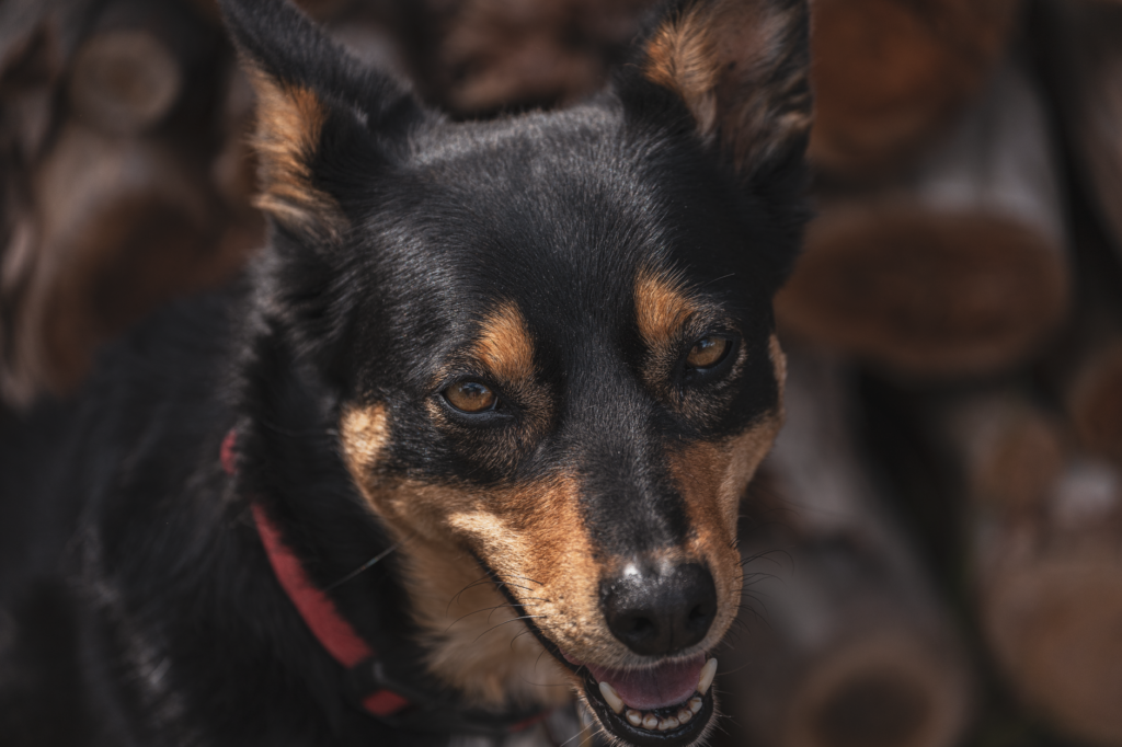 low magnesium in dogs causes diagnosis and vet treatment