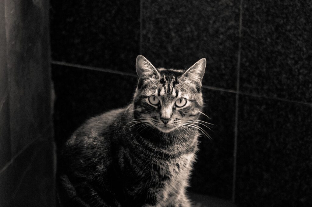 low mch in cats causes diagnosis and vet treatment