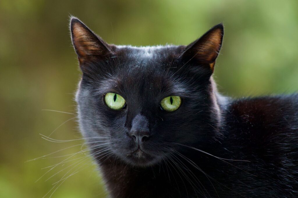 low mchc in cats causes diagnosis and vet treatment
