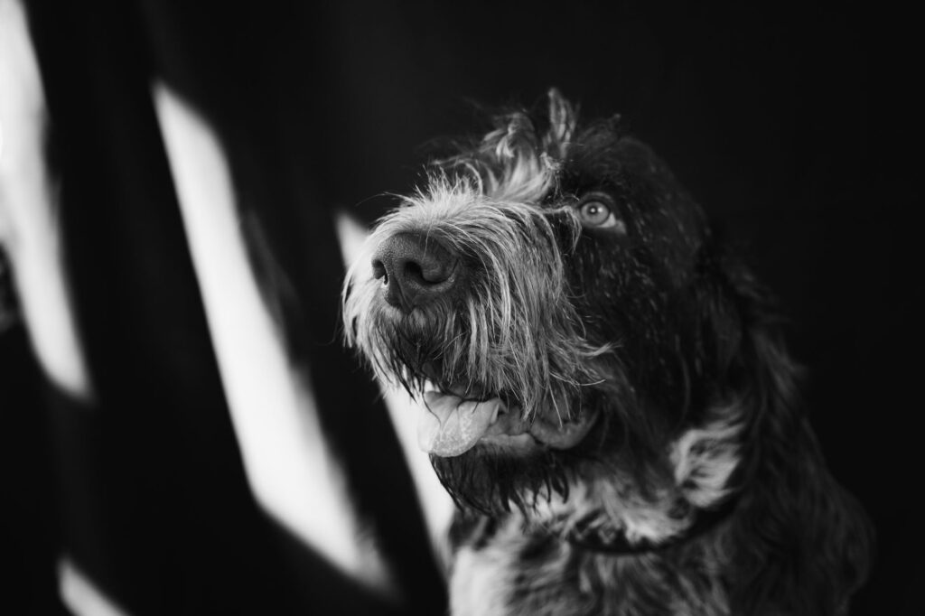 low mchc in dogs causes diagnosis and vet treatment