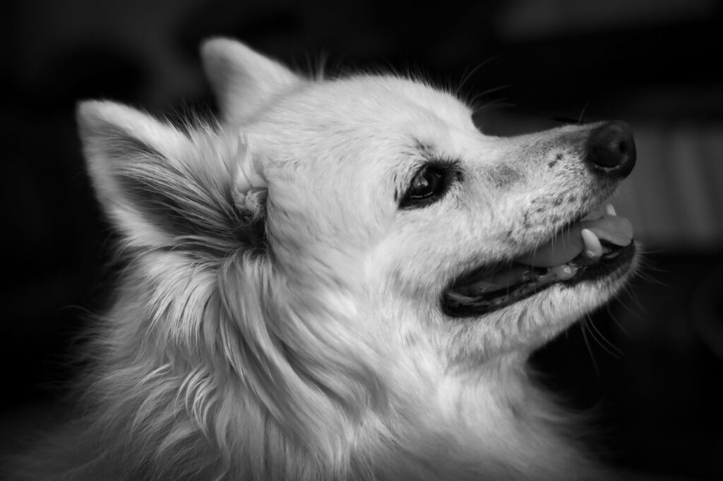 low phosphorus in dogs causes diagnosis and vet treatment