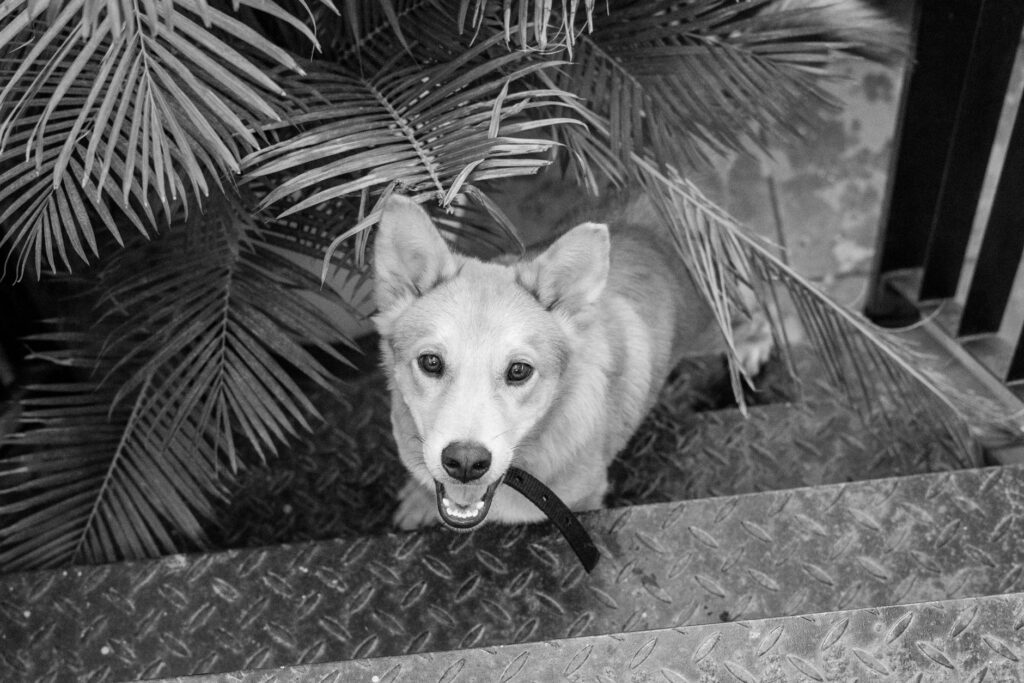 low platelets in dogs causes diagnosis and vet treatment
